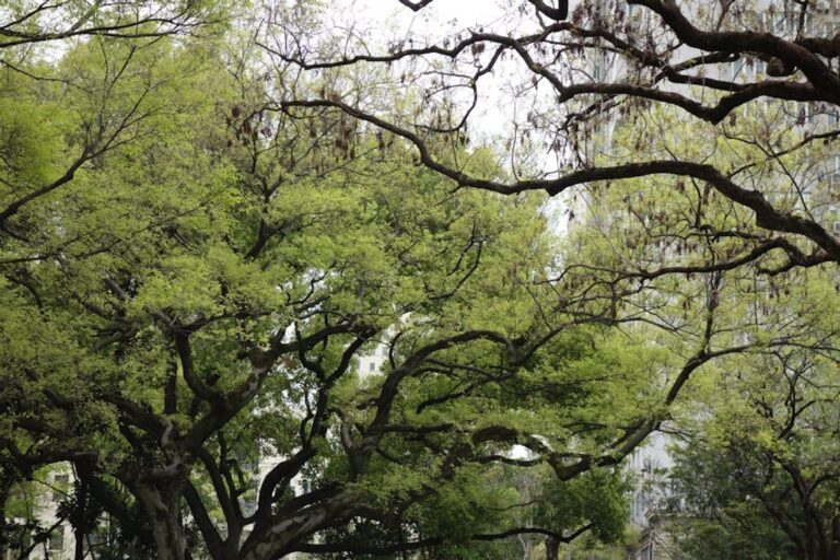 urban tree relocation